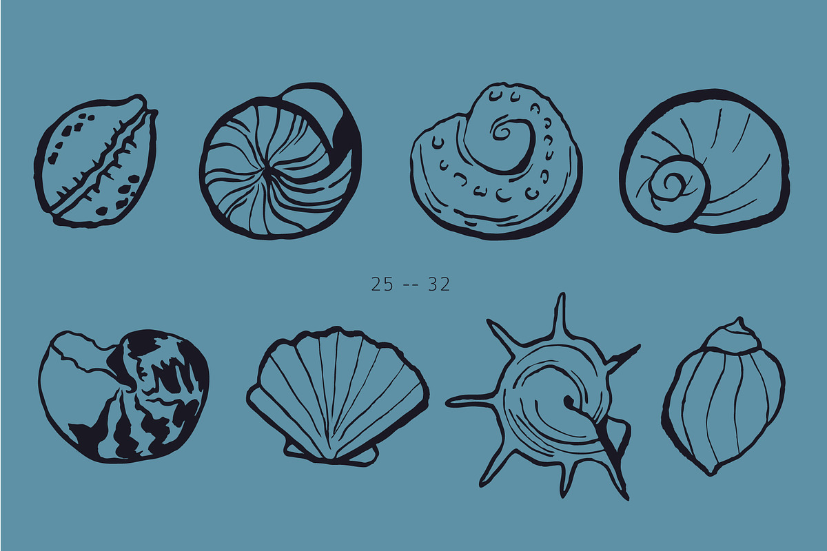 Seashells Hand drawn vector elements, a Seasonal Illustration by Lena Nikolaeva (Photo 8 of 14)