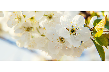 Flowering tree branches in spring, a Nature Photo by yanadjana