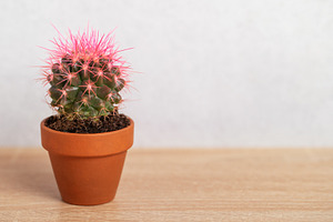 Small pink cactus growing in terracotta pot on wooden table, a Nature Photo by Olena Rudo
