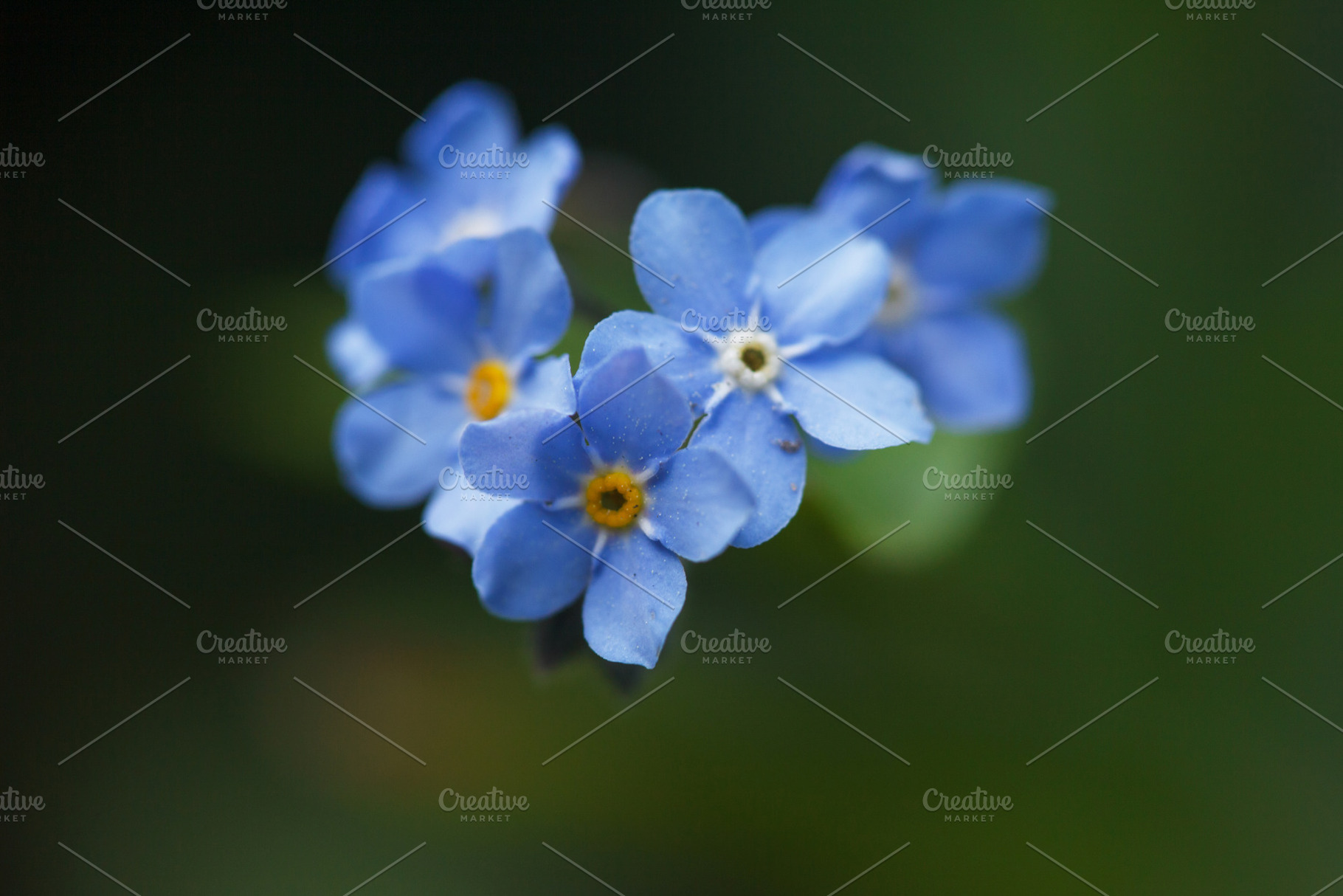 Macro shot of blue forget-me-not flowers. Close-up of small Myosotis blossoms o, a Photo by Rohan Photography