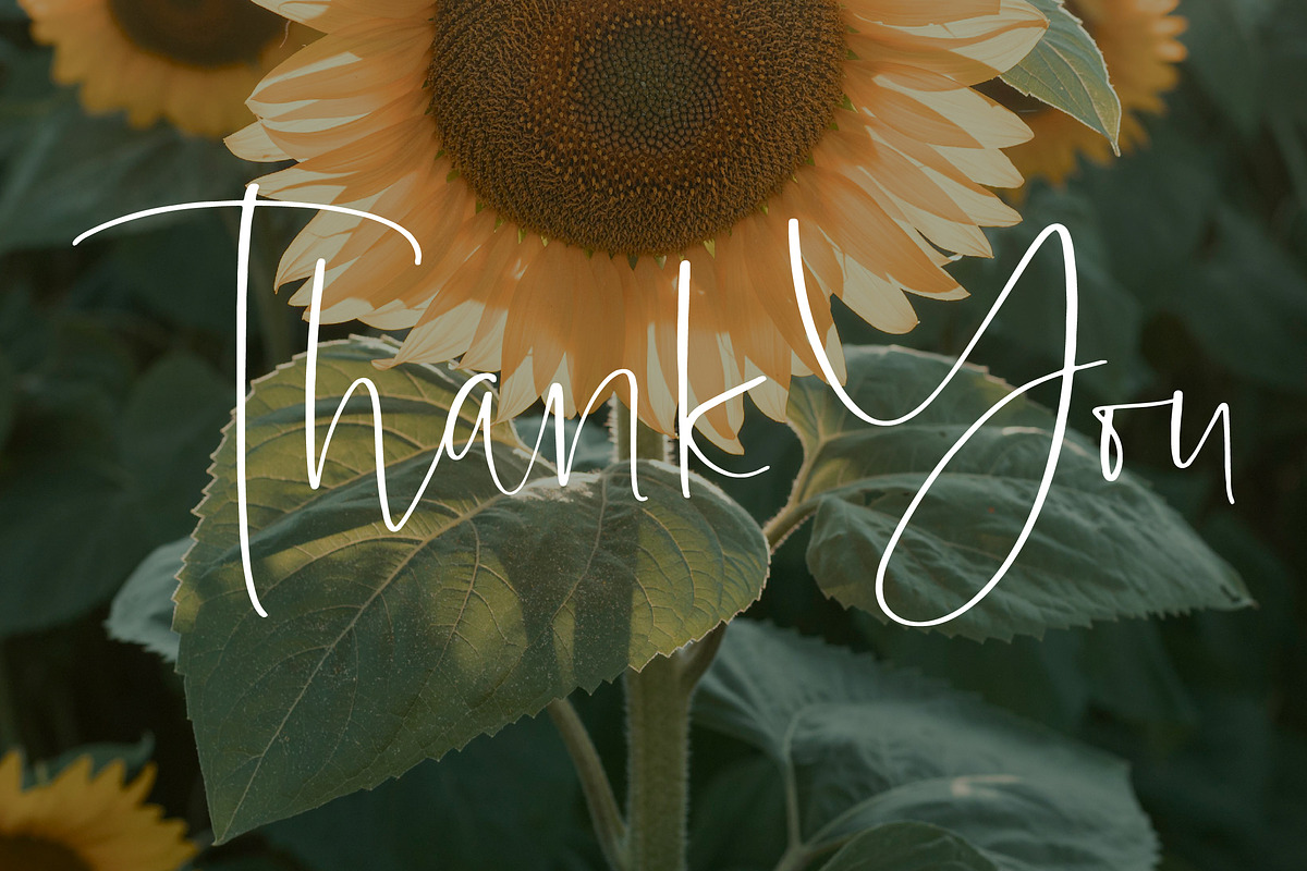 SunsetRise, a Handwritten Font by operatype.co (Photo 15 of 15)