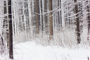 Forest in winter stock photo containing background and beautiful