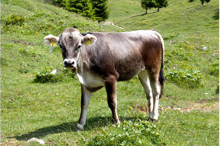Brown cow grazing in the Alps