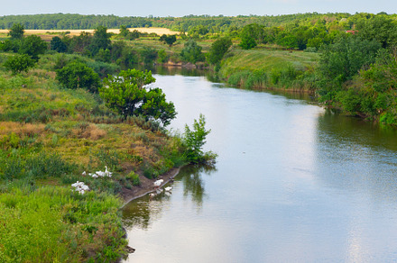 Landscape river white goose. Ukraine, a Nature Photo by joyt