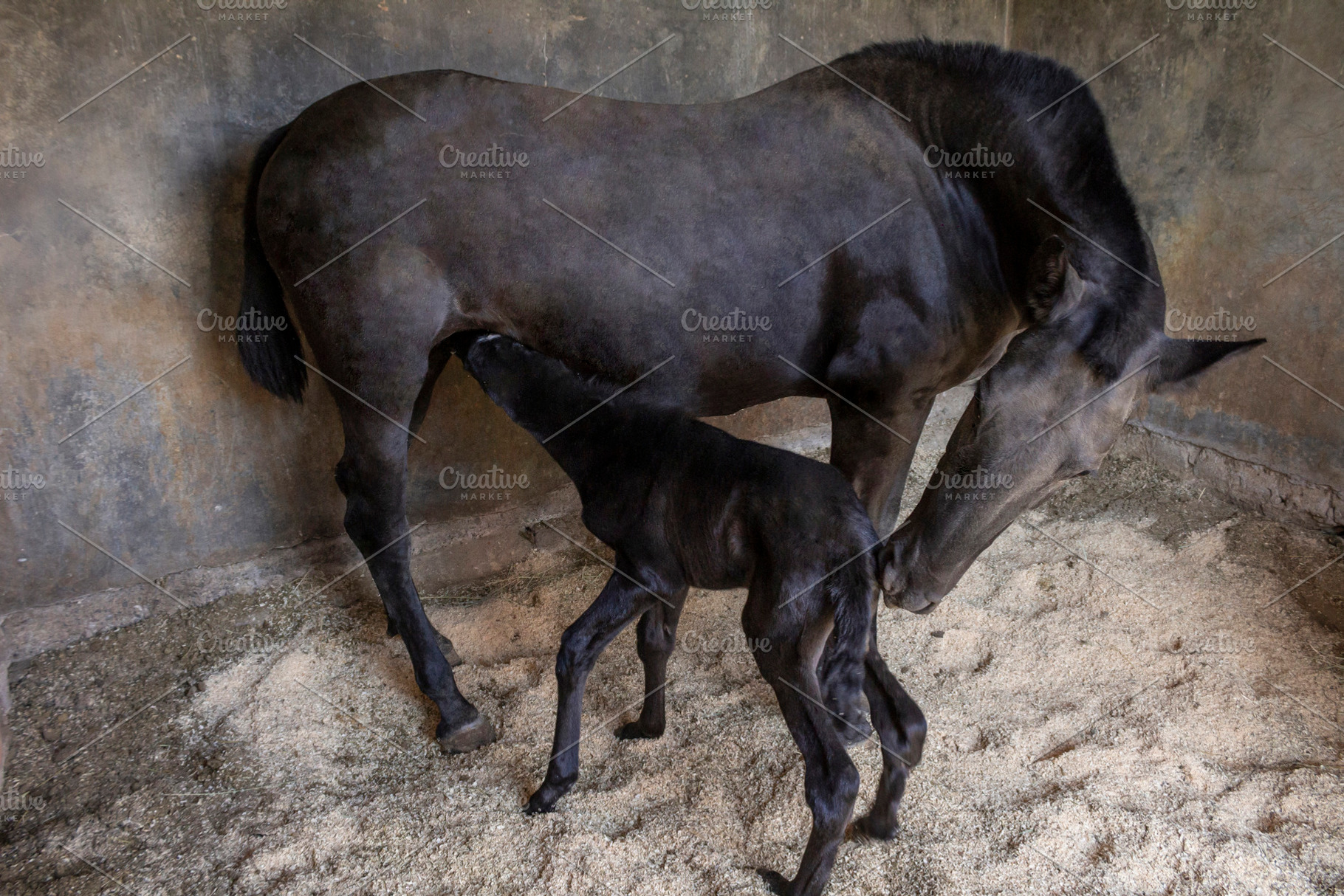 beautiful horse in the stable., an Animal Photo by Mexico stock images