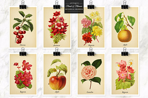 Antique Fruit & Flowers Graphics