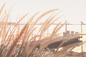 Coastal Plants at the Beach, a Background Photo by kristiangallagher