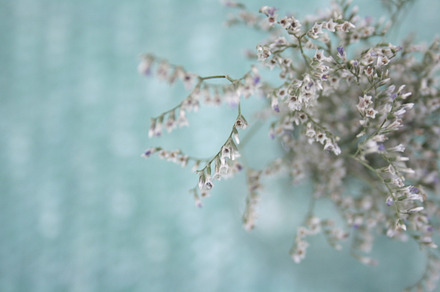 Soft flowers stock picture