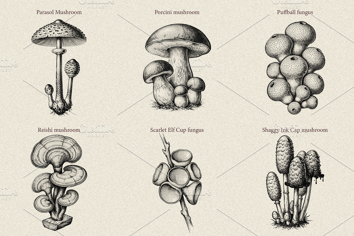 35 Mushrooms & Fungi–Engraved Vector, an Object Graphic by Gonez Studio (Photo 5 of 13)