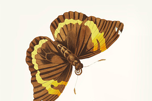 Hand Drawn Of Cassia Butterfly