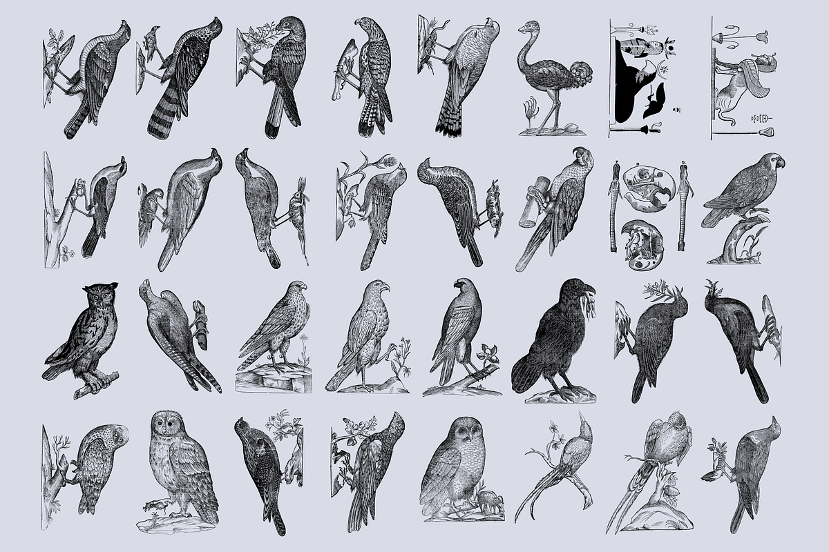 Birds of the World Illustrations, an Animal Illustration by Nomad Visuals (Photo 7 of 12)