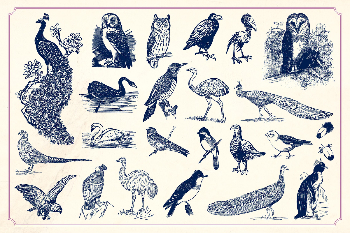 Vintage Hand Drawn Birds preview 6