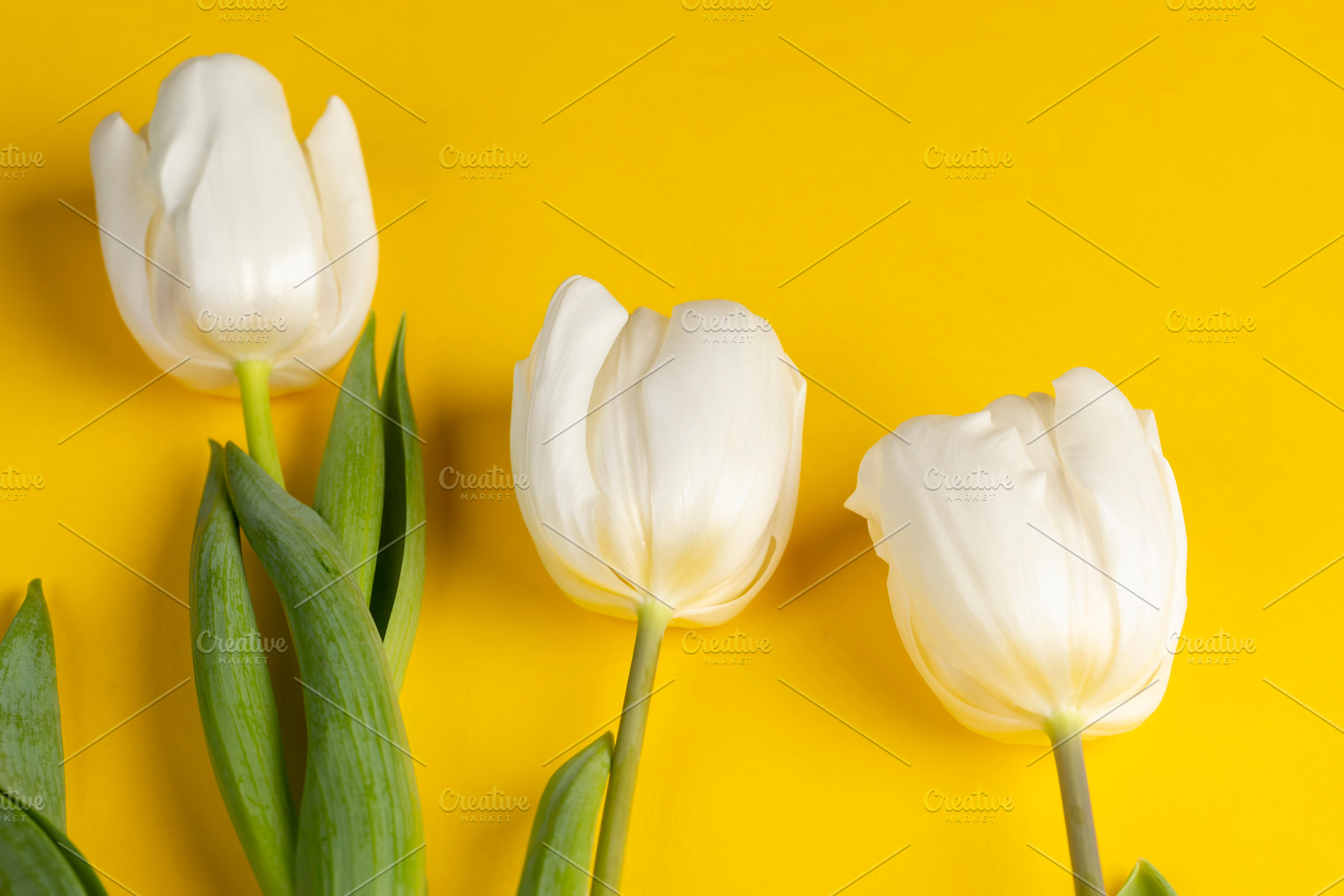 yellow paper and white tulip flowers, closeup, top view, a Photo by rsoollAI