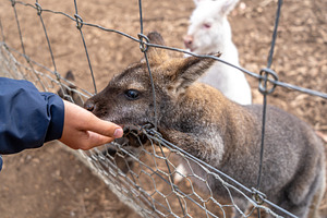 Hand feeding a wallaby behind a wire fence in Australia, an Animal Photo by GoodGoods