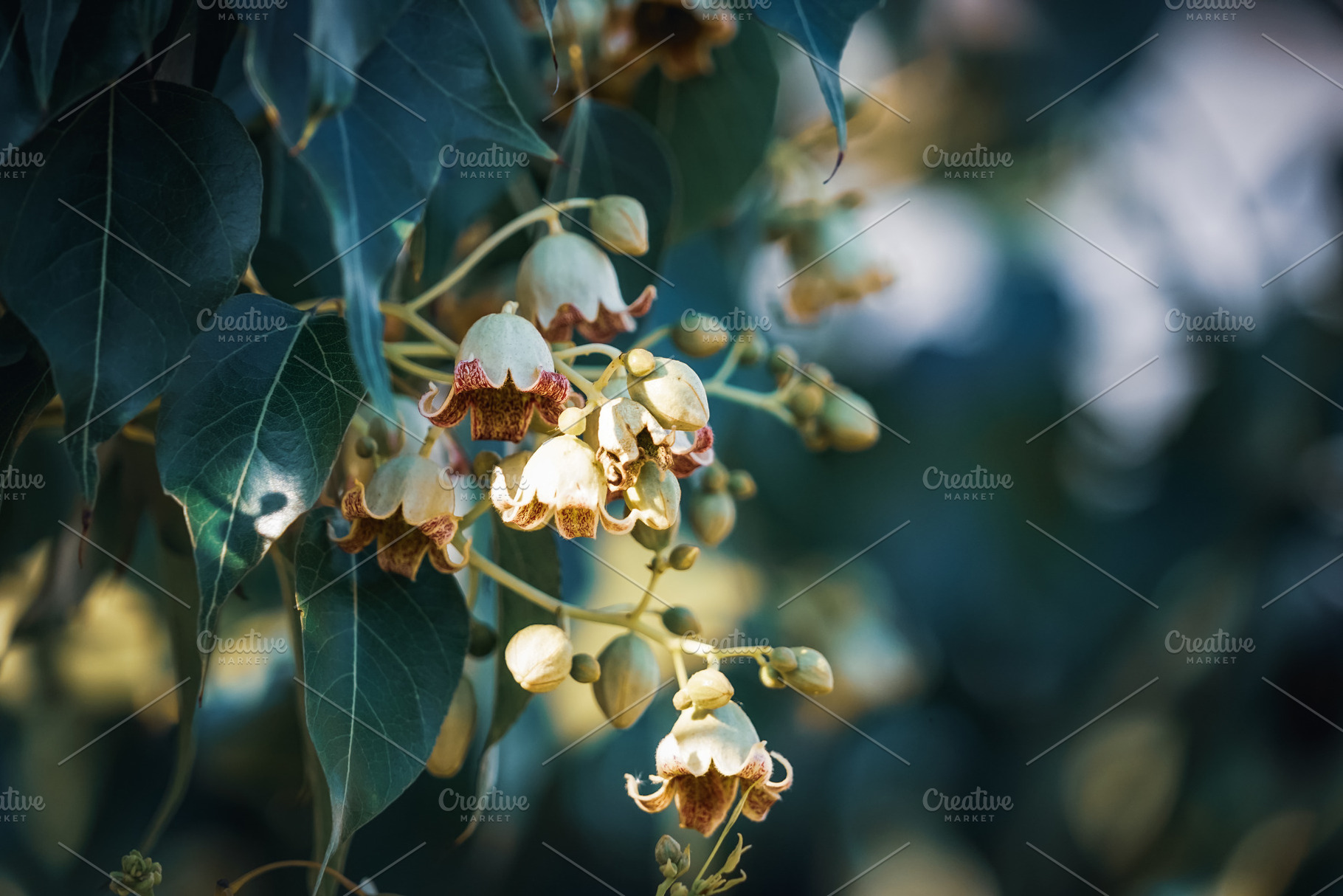 Flowers of Bottle tree, a Nature Photo by Visual Motiv