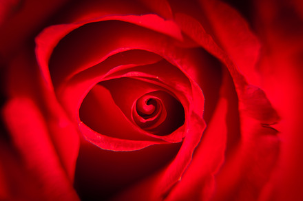Flower containing rose, rose close up, and rose closeup