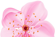 Realistic Japanese sakura blossom, an Object Illustration by Yayasya (Thumbnail 3 of 3)