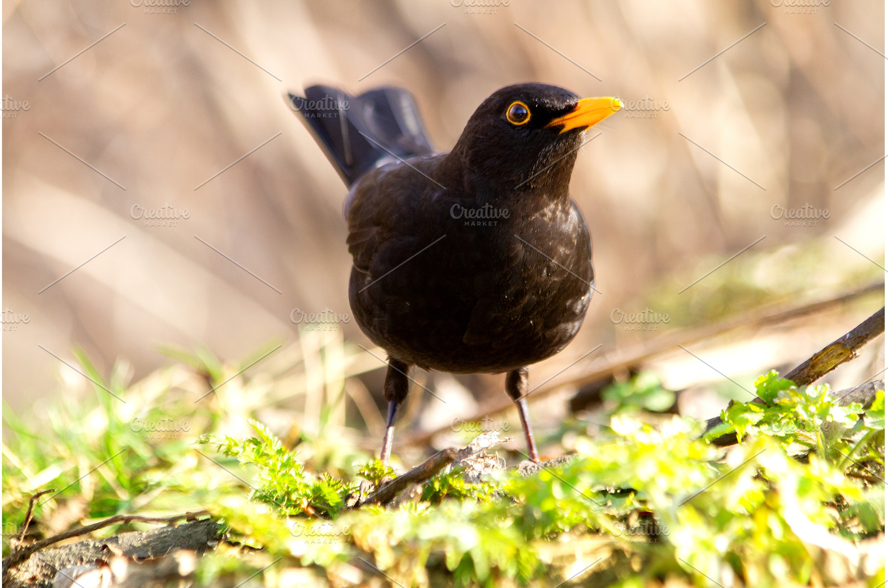blackbird in a spring meadow, an Animal Photo by Pakosta