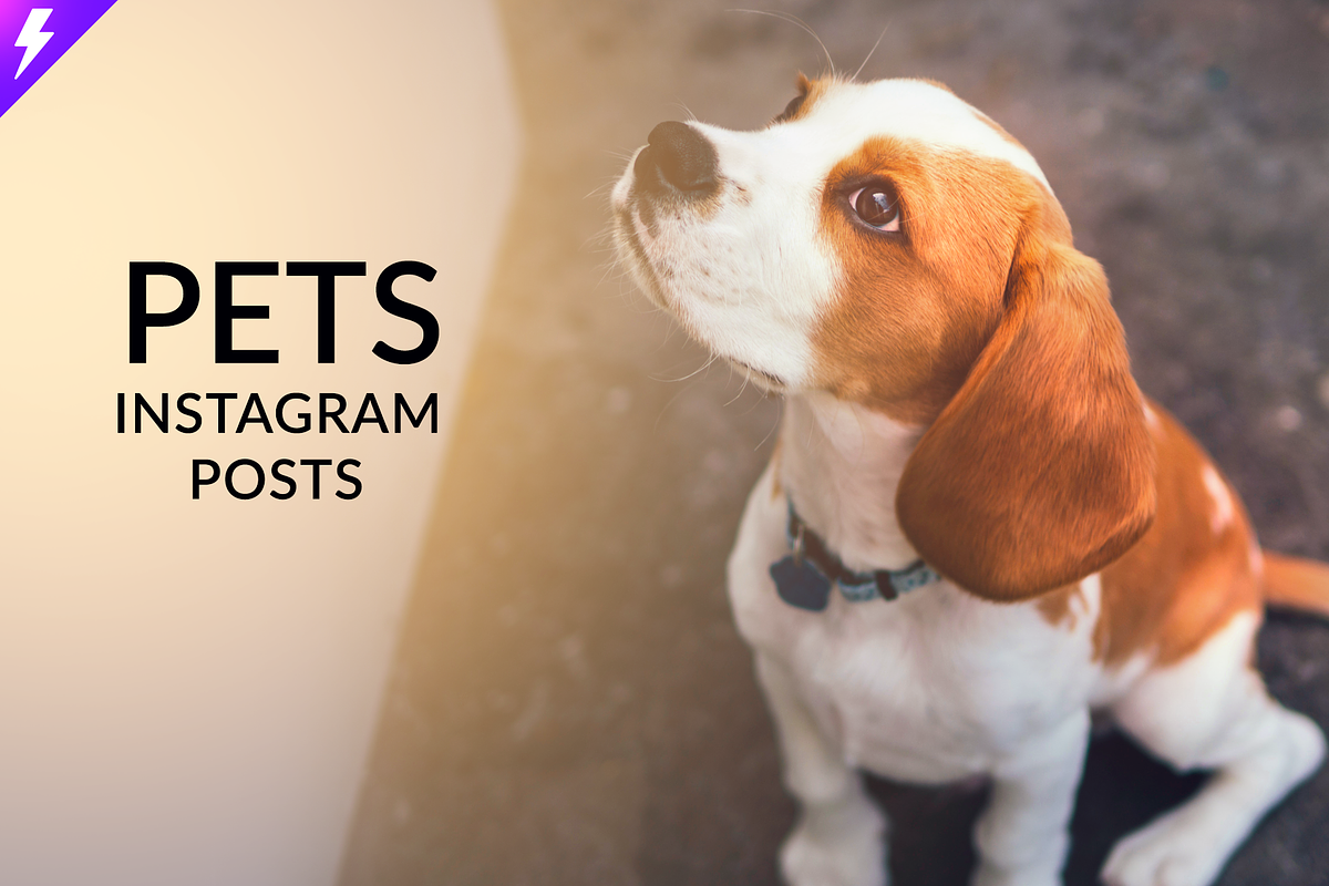 Pets Instagram Templates, a Social Media Template by Jaisivakumar (Photo 1 of 6)