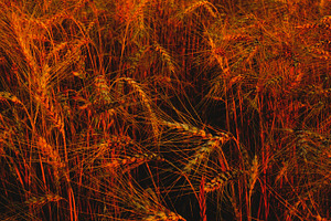 Wheat Field at Sunset