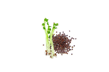 Microgreen arugula sprouts isolate, a Food & Drink Photo by yanadjana