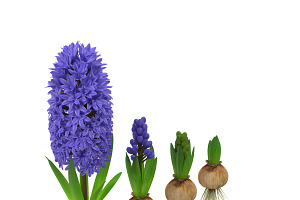 Hyacinthus Orientalis