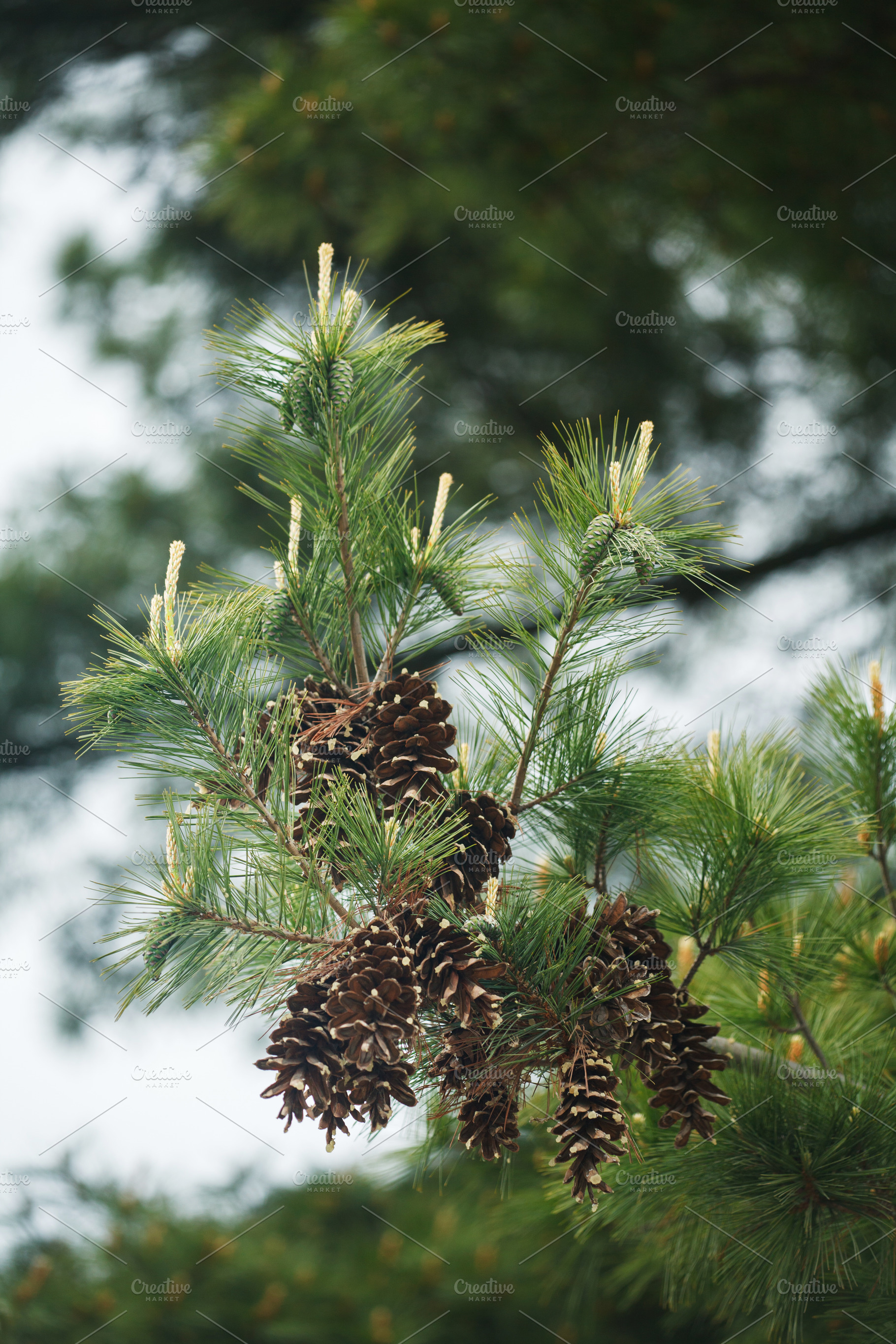 Branch of a pine tree with open brown cones and young green shoots. Natural bac, a Nature Photo by Rohan Photography