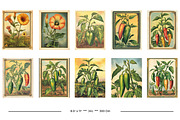 Vintage Garden Packets, a Seasonal Illustration by karenfoleyphoto (Thumbnail 12 of 15)