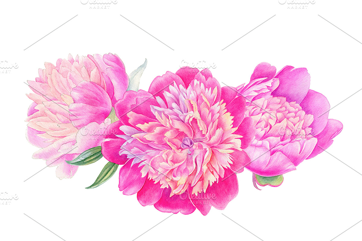Peonies, a Decorative Illustration by Watercolor life (Photo 6 of 6)