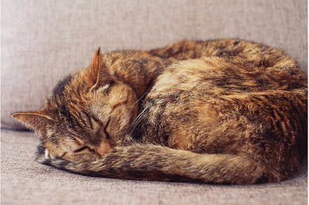 Ginger tabby cat sleeping on a sofa.