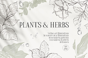 PLANTS & HERBS Illustrations Set