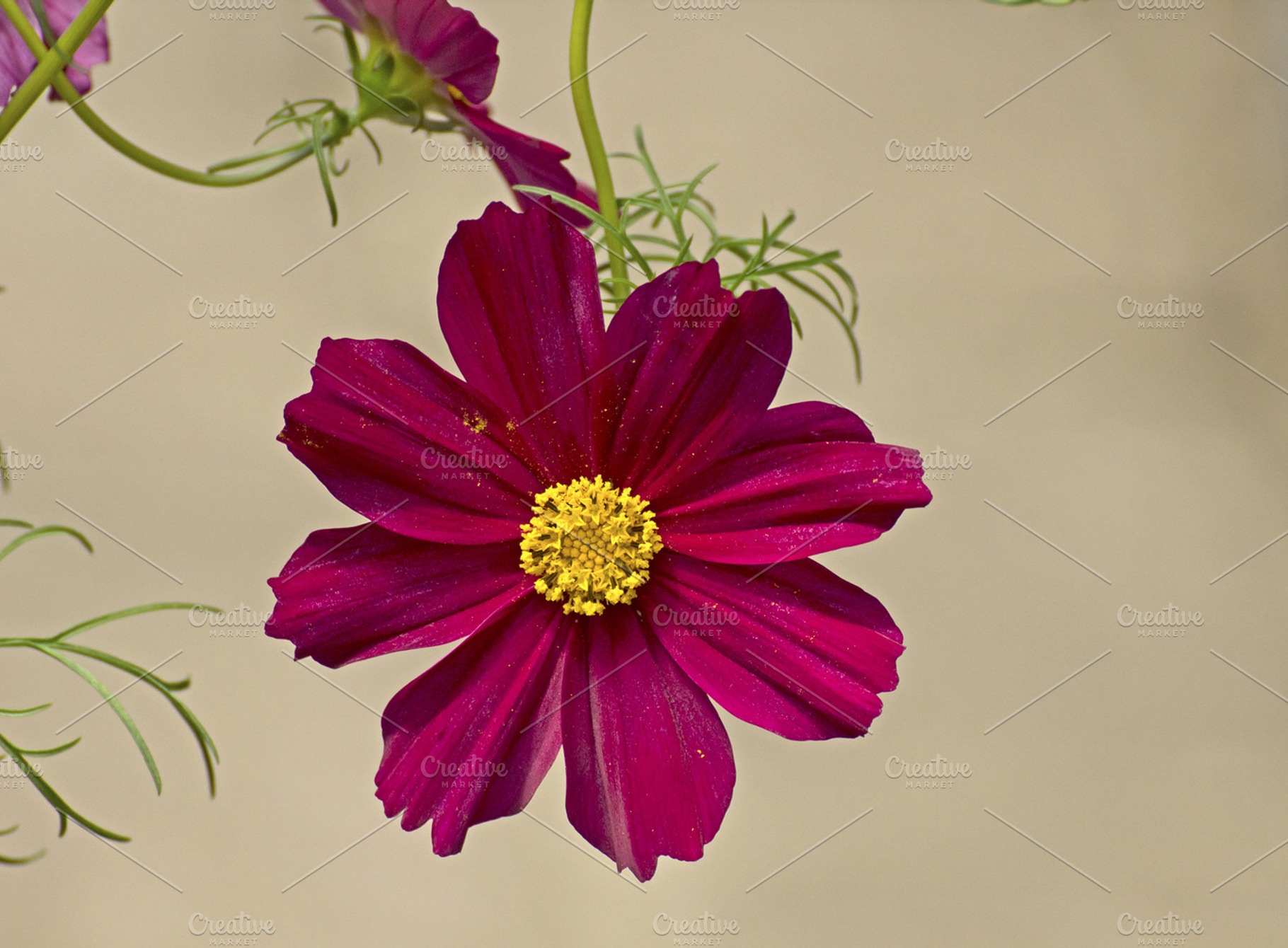 Purple Flower Macro Containing Image Picture And Background