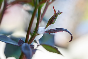 Philaenus spumarius creating cuckoo spit on a rose branch, a Nature Photo by Antonio Gravante Market