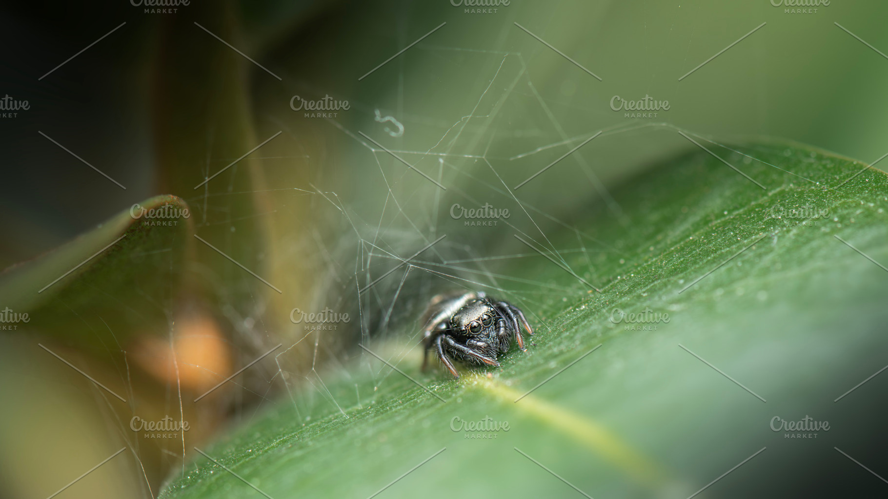 Ant-eater Jumping Spider, an Animal Photo by Rob D Animal Photography