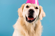 Portrait of cute healthy dog posing in party hat, a Photo by Prostock-Studio (Thumbnail 1 of 2)
