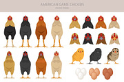 American Game Chicken breed clipart, an Animal Illustration by pet design shop (Thumbnail 4 of 5)