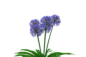 Agapanthus Africanus Flower