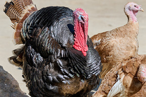 Close-up of a bronze turkey's head and upper body with its tail, an Animal Photo by ndanko