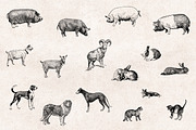 Farm Animals Engravings Set, an Object Graphic by Graphic Goods (Thumbnail 4 of 5)