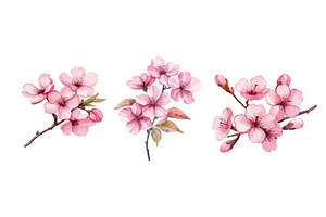 Watercolor sakura branches. Chinese, an Object Illustration by Stock-Smart-Start