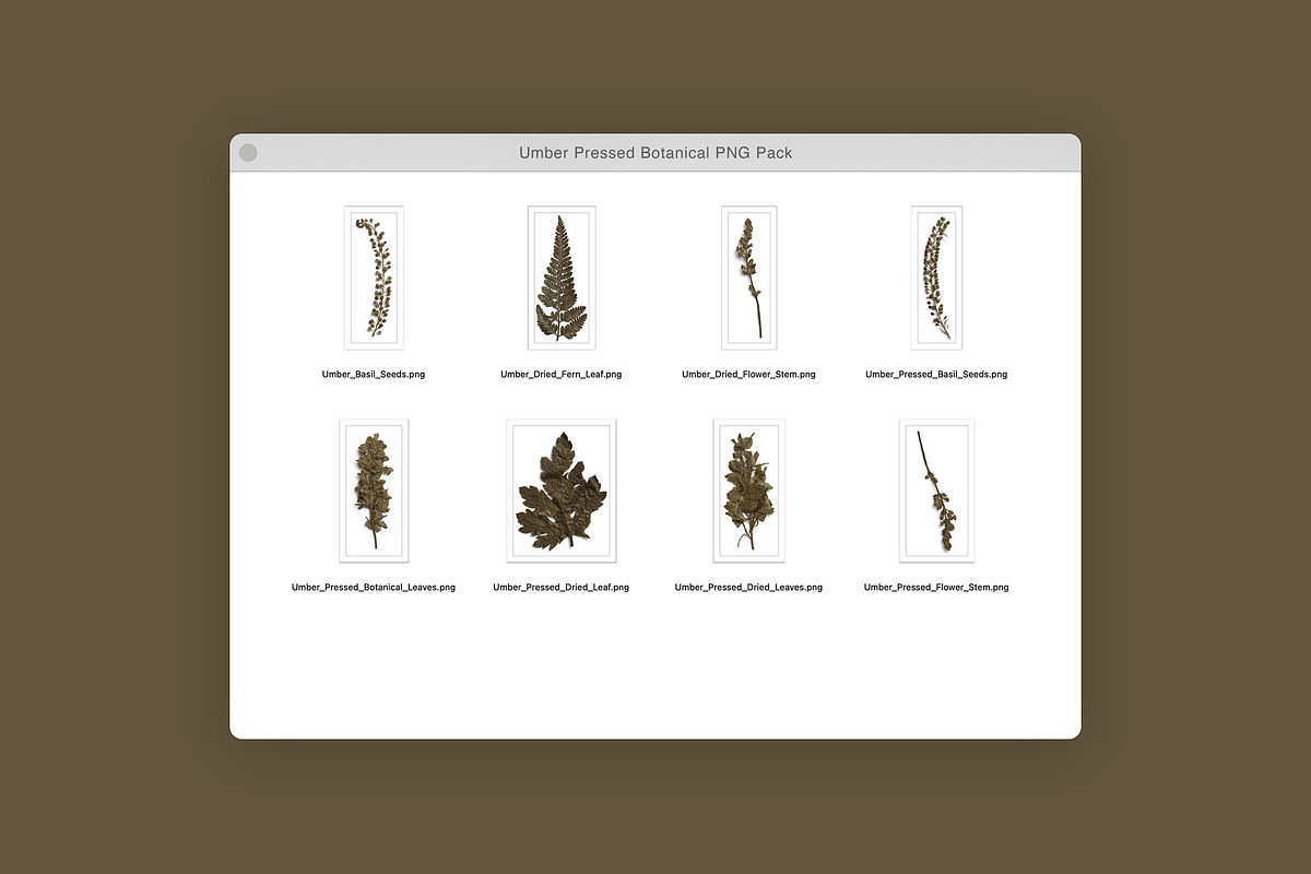 Umber Pressed Botanical PNG, an Object Graphic by Custom Scene (Photo 3 of 8)