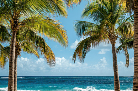 Tropical Palm Tree on a Beach, a Nature Photo by Virgo Studio