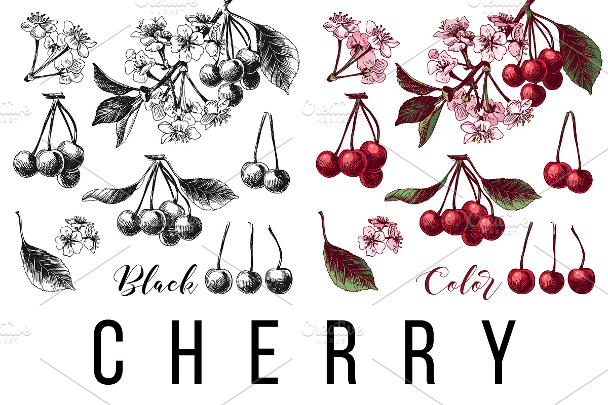 Fruit branches, a Food Illustration by handsketched (Photo 10 of 13)