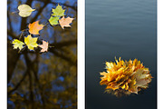 Fall backgrounds featuring colorful, color, and design, a Nature Photo by Fruits+Veggies (Thumbnail 2 of 5)