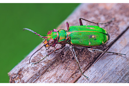 Green Tiger Beetle - Cicindela, an Animal Photo by Lukas Jonaitis SHOP