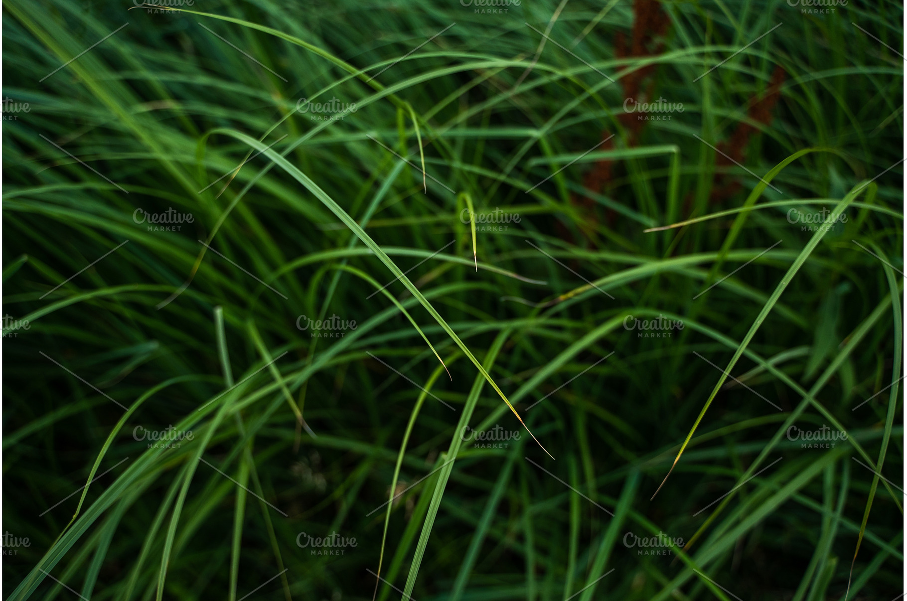 Green summer grass and abstract, a Nature Photo by volodymyrshtun13795