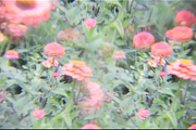 Dreamy, Ethereal Flower Photo Bundle, a Nature Photo by AmandaFagan (Thumbnail 13 of 13)