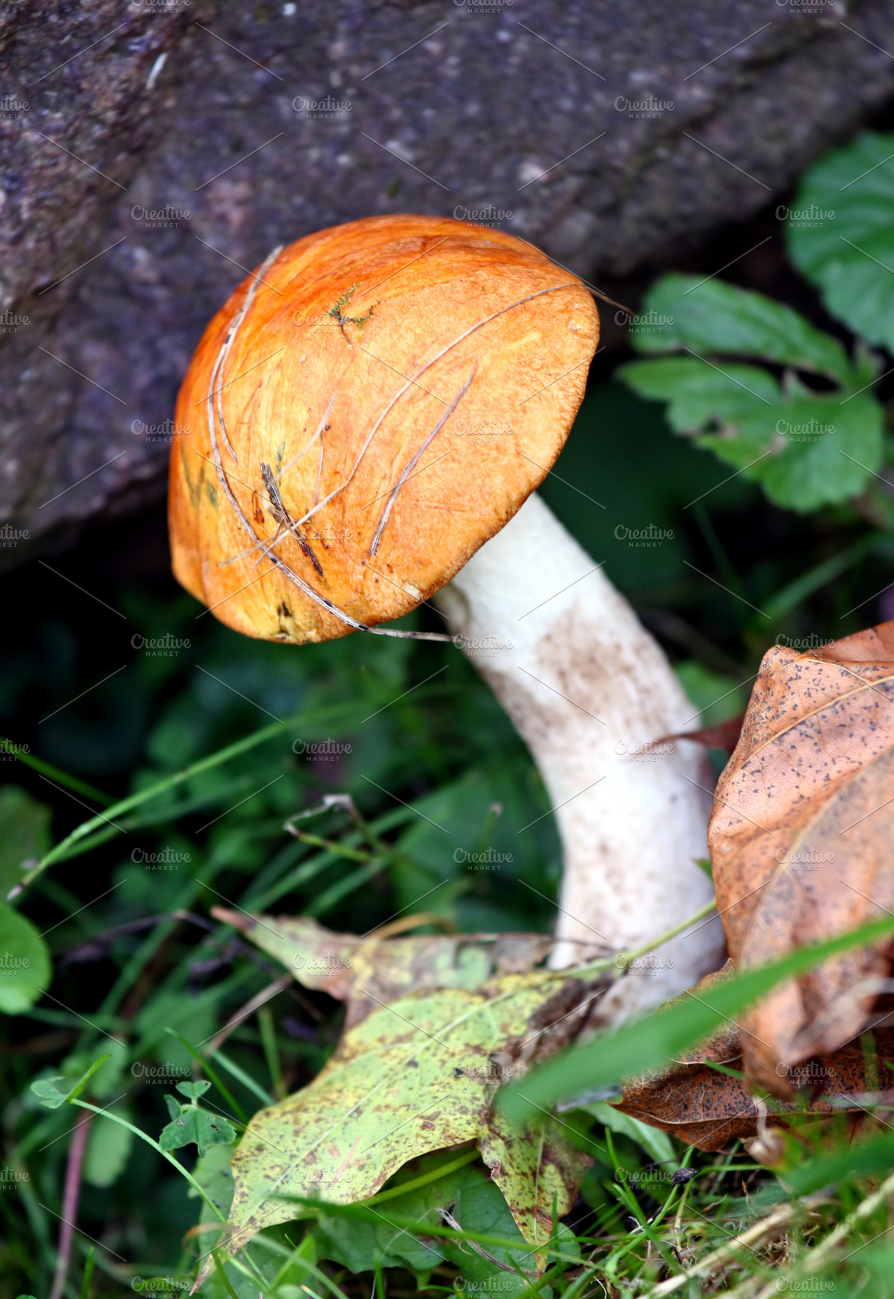 Mushroom, a Nature Photo by BOOCYS
