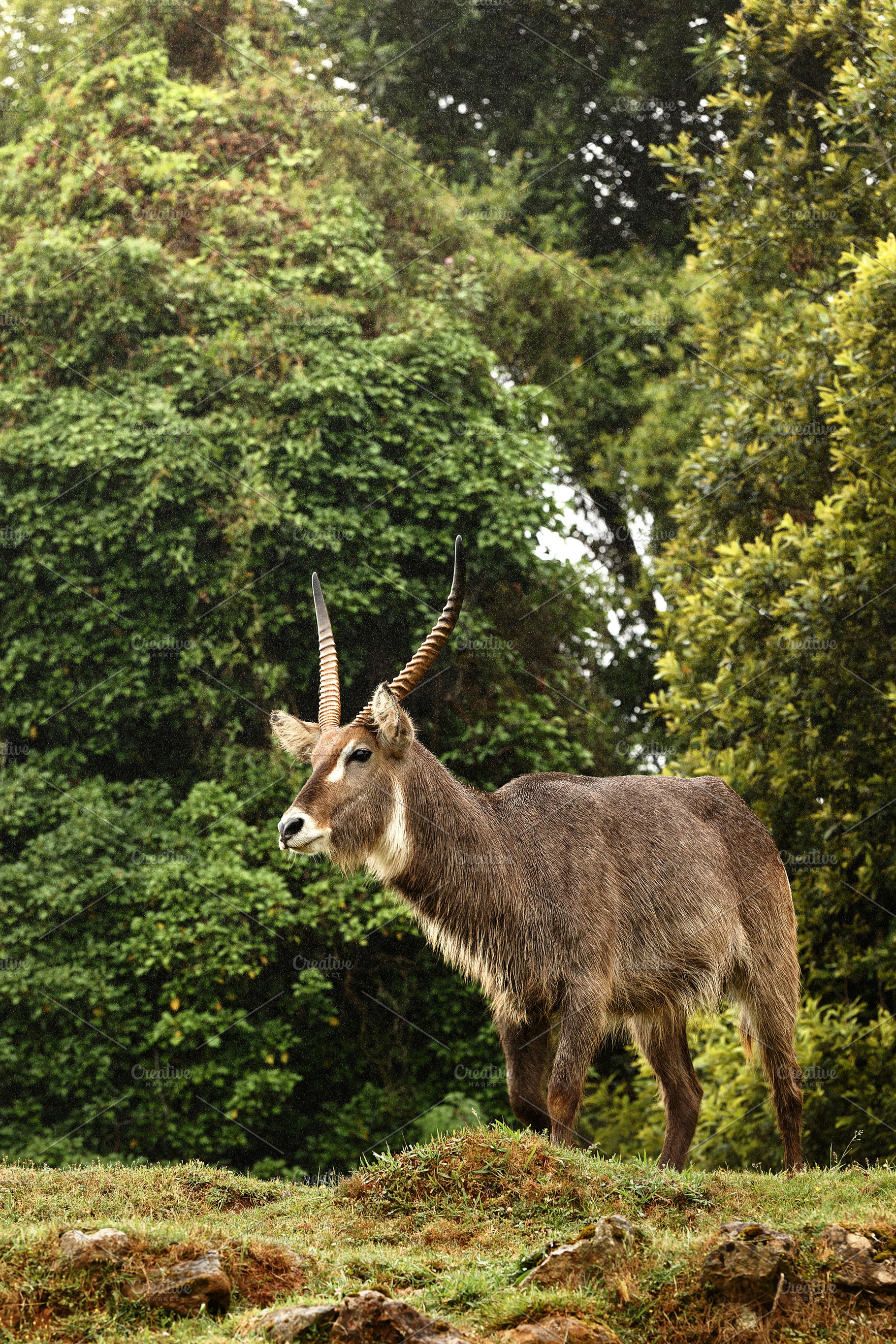African waterbuck in profile in lush, an Animal Photo by Perpis