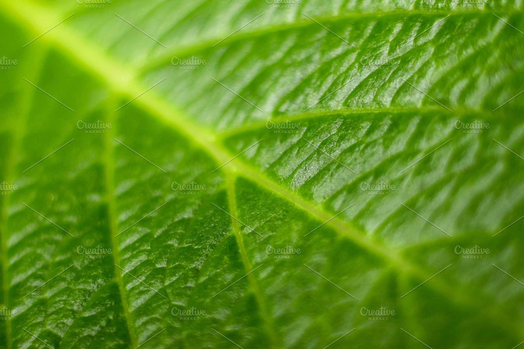 Macro Photo of Green Leaf texture., a Nature Photo by Sir13